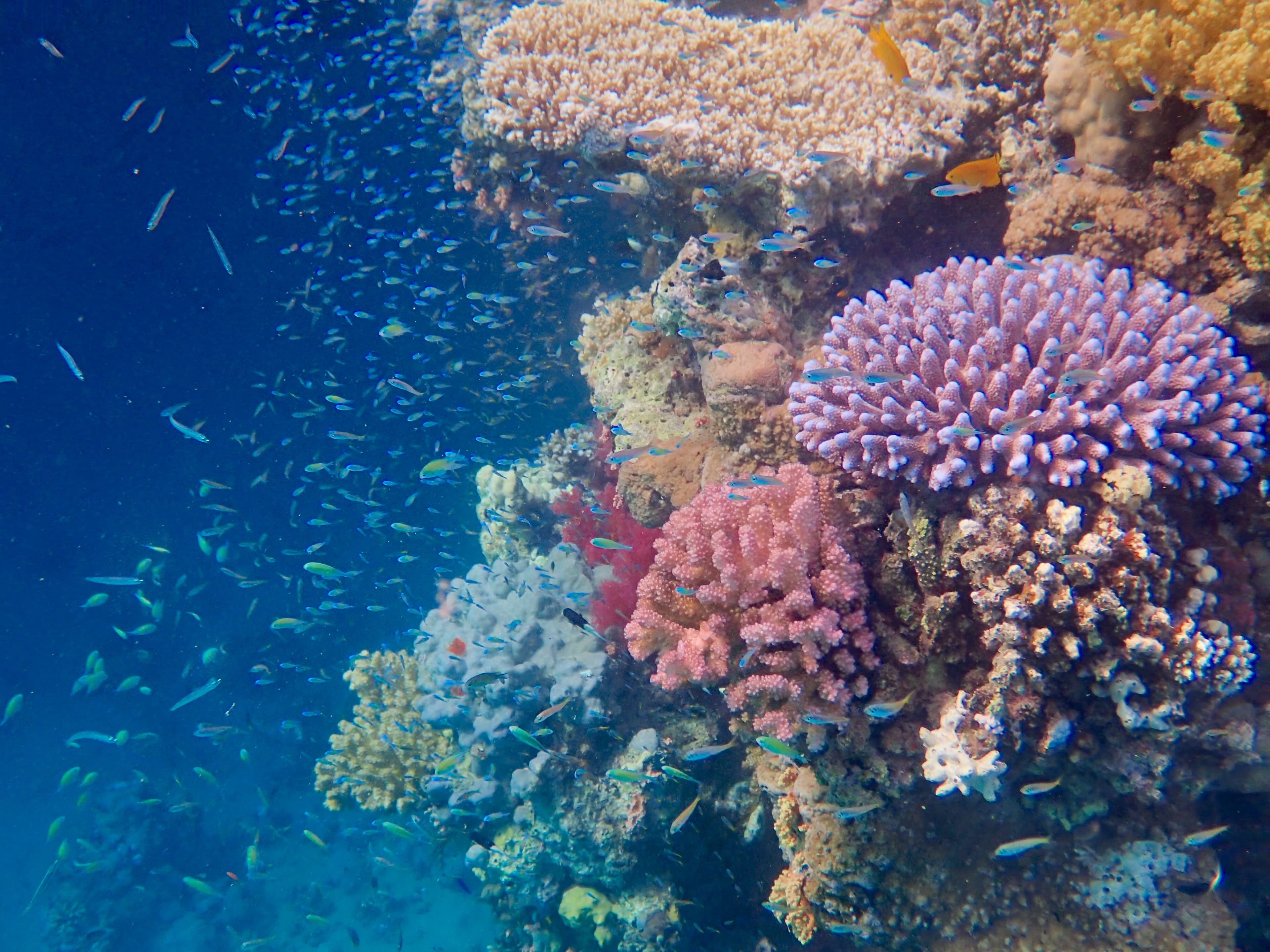 Snorkeling nel Mar Rosso con Temptation