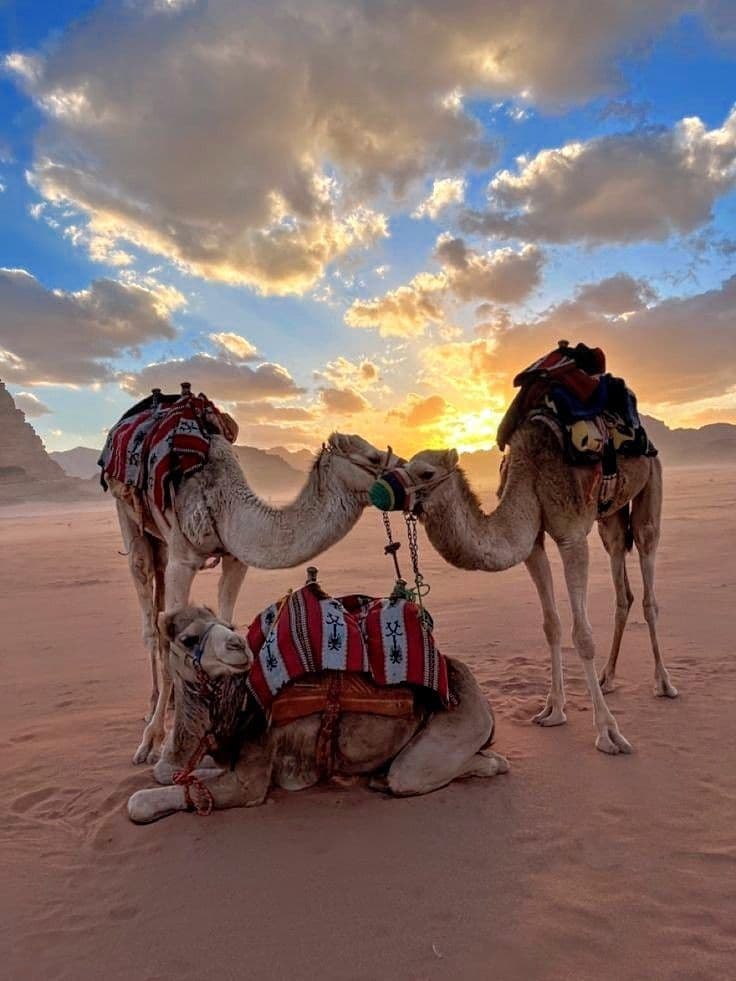 Escursione a Cammello nel Deserto