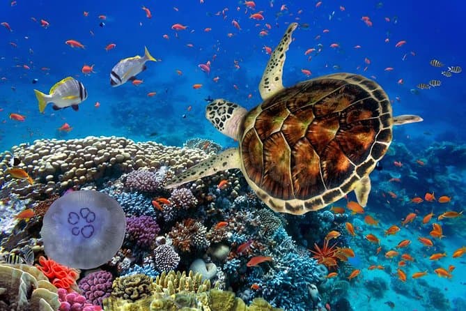 Escursione a Marsa Mubarak da Marsa Alam