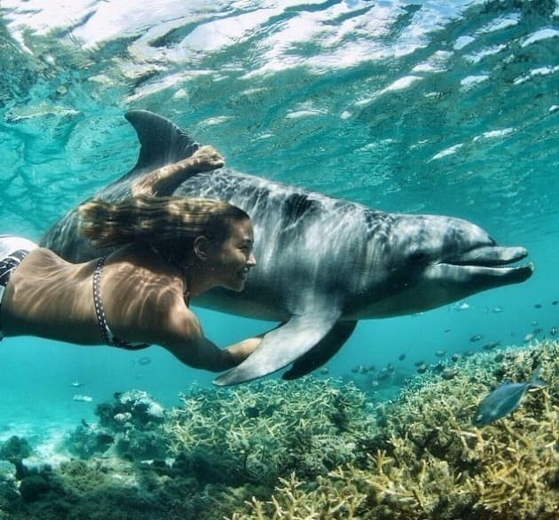 Escursione di Delfini A Sataya Reef