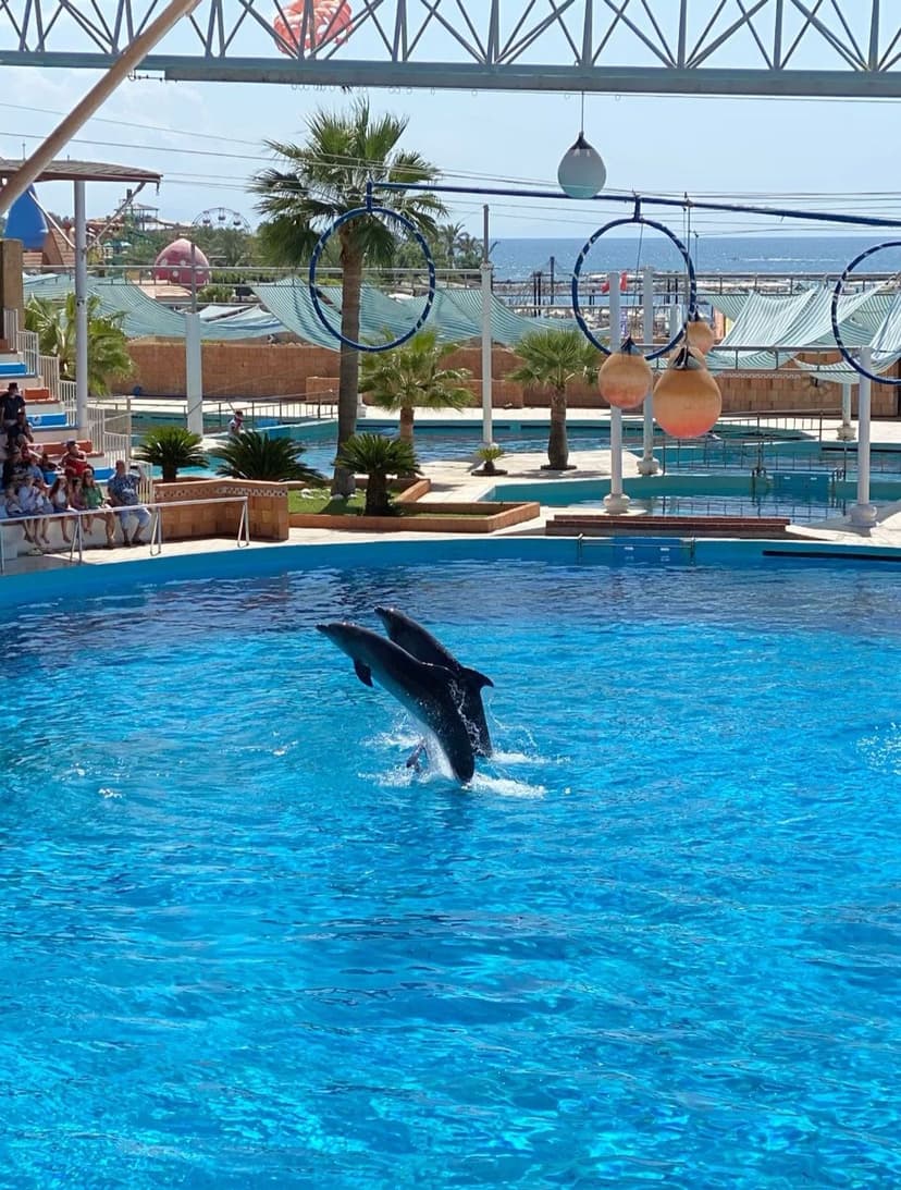 Incontro con i Delfini – Sharm El Sheikh