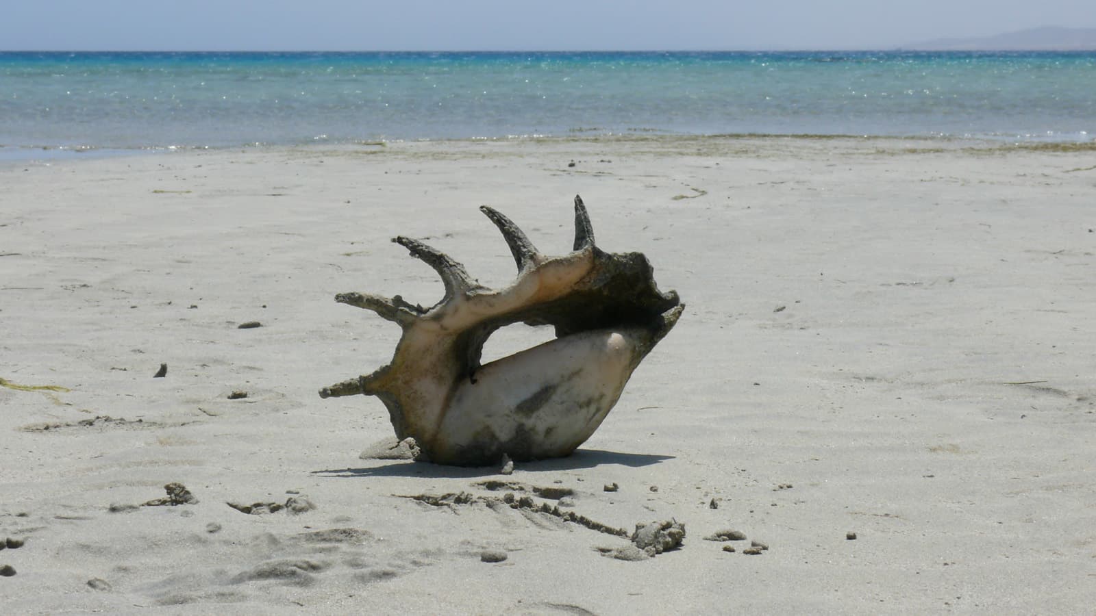 Marsa Alam - Egitto | Un'esperienza turistica unica